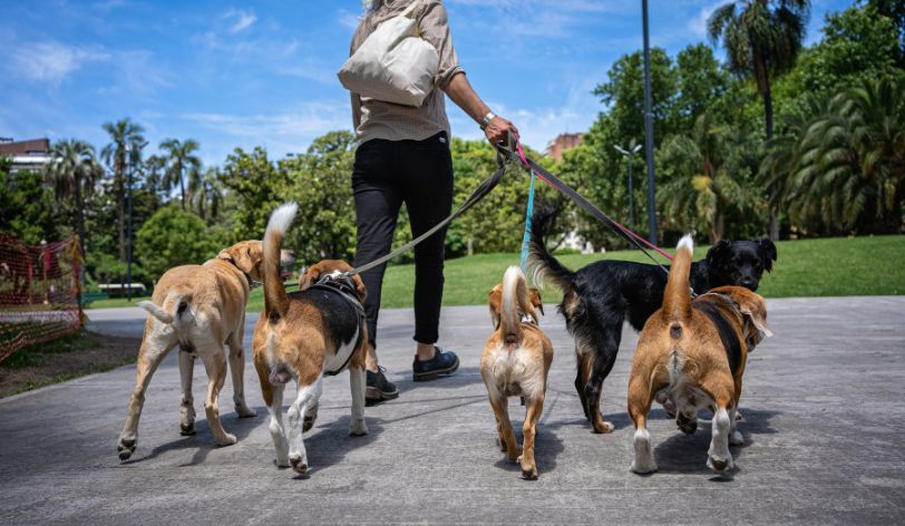 How To Create A Basic Website For a Pet Sitter